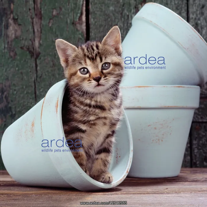 : CAT - tabby kitten in blue flowerpot : CAT - tabby kitten in blue flowerpot