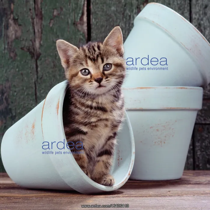 : CAT - tabby kitten in blue flowerpot : CAT - tabby kitten in blue flowerpot