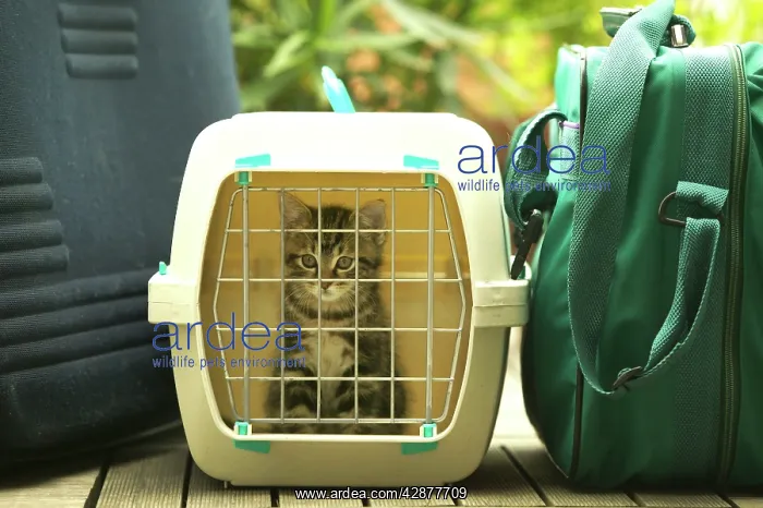  : CAT - Tabby Kitten in cat basket