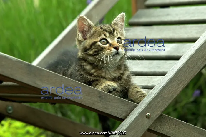  : CAT - Tabby Kitten on chair