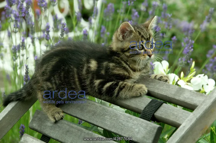 : CAT - Tabby Kitten on chair in garden : CAT - Tabby Kitten on chair in garden