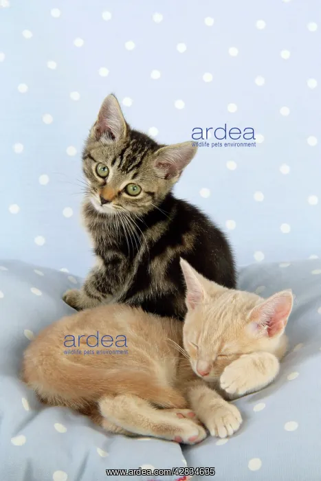 : CAT. Tabby kitten with Cream Tabby kitten : CAT. Tabby kitten with Cream Tabby kitten
