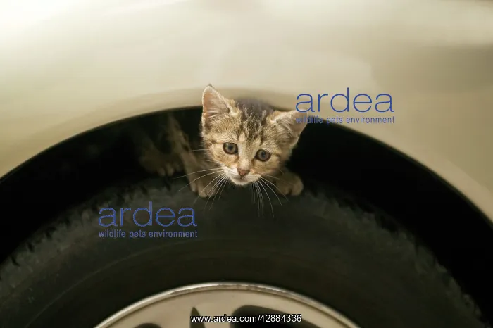  : Cat - Tabby kitten crouched on car wheel