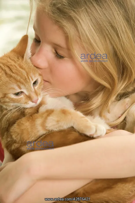  : Cat - tabby kitten being cuddled by girl