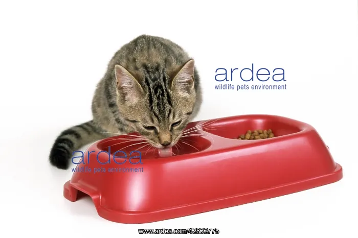 : CAT - tabby kitten drinking : CAT - tabby kitten drinking