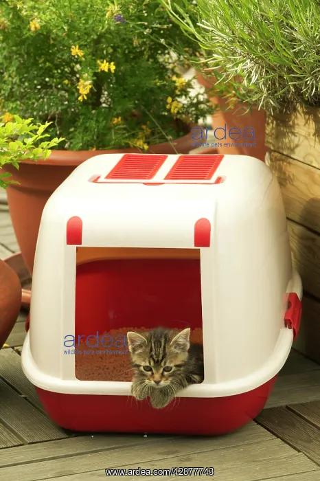  : CAT - Tabby Kitten in enclosed litter tray