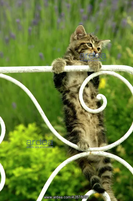  : Cat - Tabby kitten hanging onto gate
