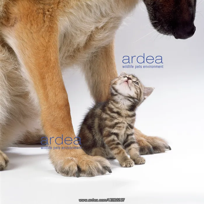 : CAT - Tabby kitten between large dog's paws : CAT - Tabby kitten between large dog's paws