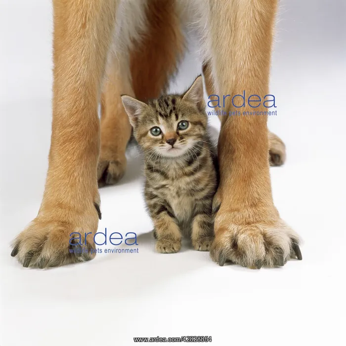 : CAT - Tabby kitten between large dog's paws : CAT - Tabby kitten between large dog's paws