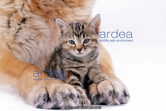 : CAT - Tabby kitten between large dog's paws : CAT - Tabby kitten between large dog's paws