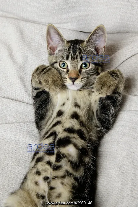 : CAT. Tabby kitten laying on its back with paws up : CAT. Tabby kitten laying on its back with paws up