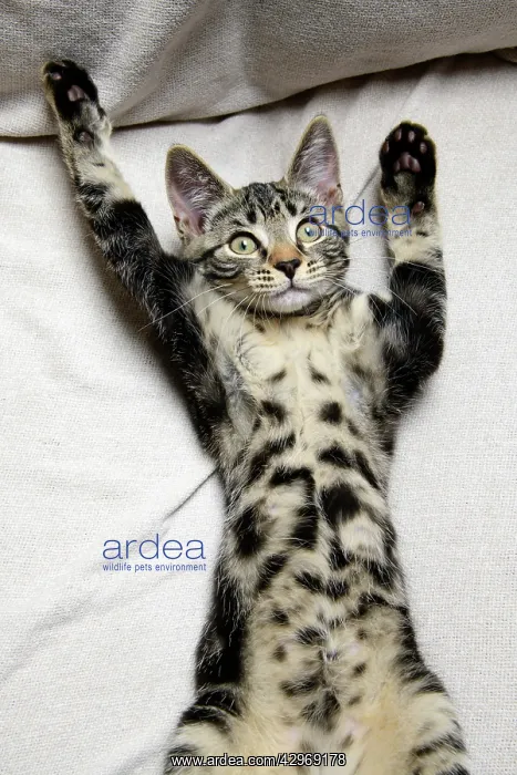 : CAT. Tabby kitten laying on its back with paws up : CAT. Tabby kitten laying on its back with paws up