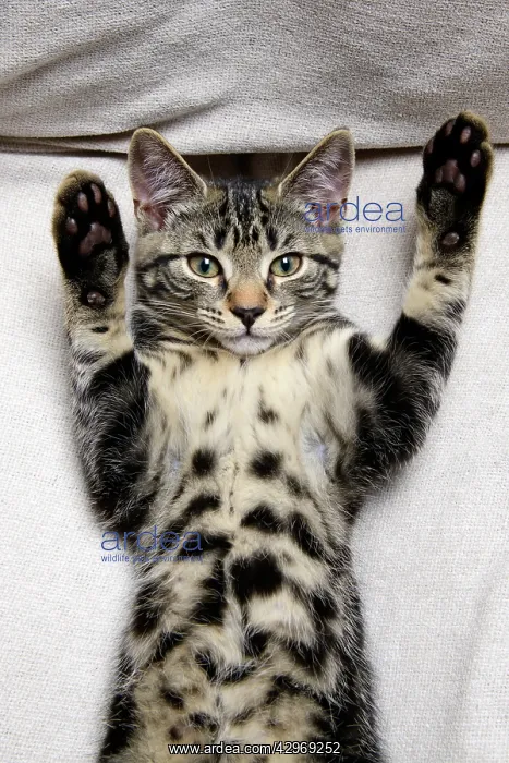 : CAT. Tabby kitten laying on its back with paws up : CAT. Tabby kitten laying on its back with paws up