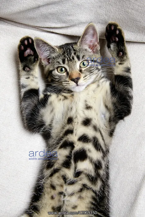  : CAT. Tabby kitten laying on its back with paws up