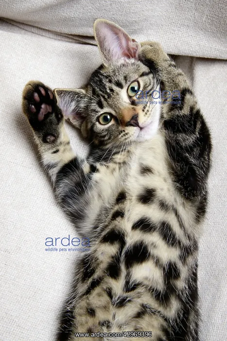 : CAT. Tabby kitten laying on its back with paws up : CAT. Tabby kitten laying on its back with paws up