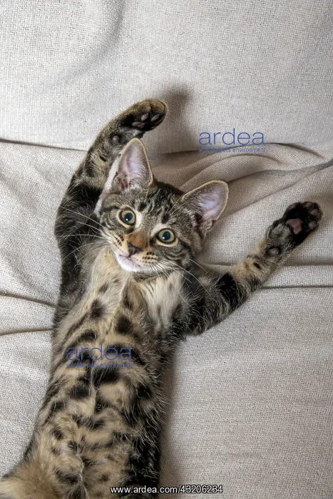 : CAT. Tabby kitten laying on its back with paws up : CAT. Tabby kitten laying on its back with paws up