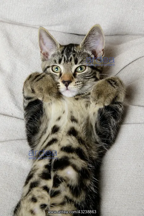 : CAT. Tabby kitten laying on its back with paws up : CAT. Tabby kitten laying on its back with paws up