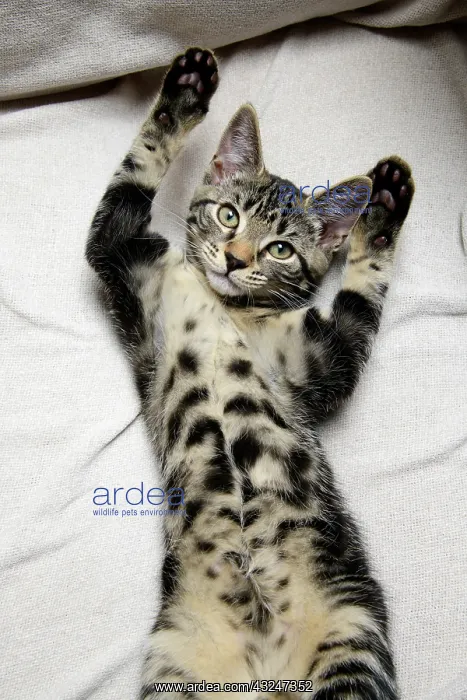  : CAT. Tabby kitten laying on its back with paws up