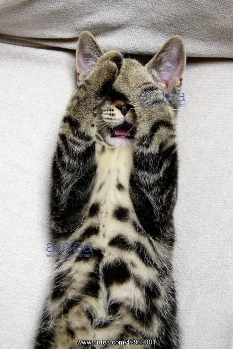 : CAT. Tabby kitten laying on its back with paws up hiding its : CAT. Tabby kitten laying on its back with paws up hiding its