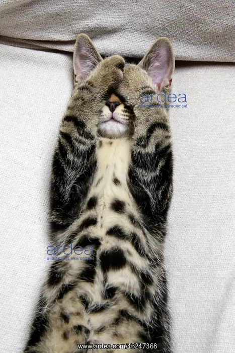 : CAT. Tabby kitten laying on its back with paws up hiding its : CAT. Tabby kitten laying on its back with paws up hiding its