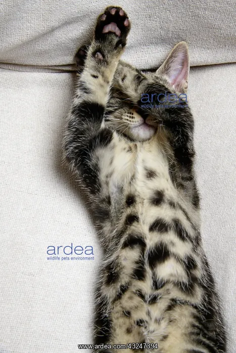 : CAT. Tabby kitten laying on its back with paws up hiding its : CAT. Tabby kitten laying on its back with paws up hiding its
