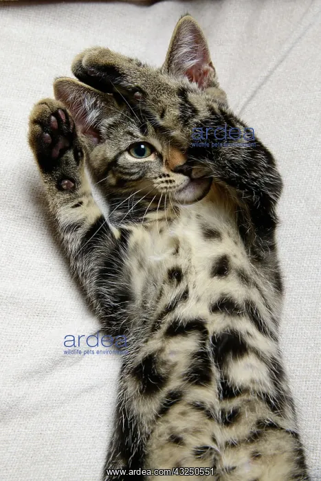 : CAT. Tabby kitten laying on its back with paws up hiding its : CAT. Tabby kitten laying on its back with paws up hiding its