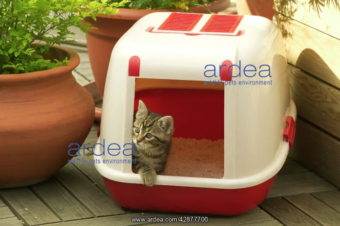 : CAT - Tabby Kitten in litter tray