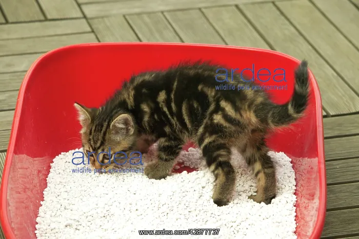  : CAT - Tabby Kitten in litter tray