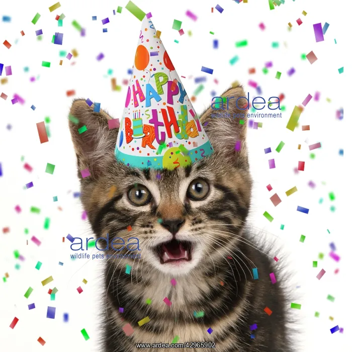  : CAT. Tabby kitten, looking at camera, mouth open, wearing a