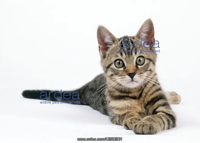: CAT - Tabby kitten, lying down : CAT - Tabby kitten, lying down