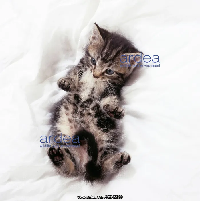 : CAT - Tabby Kitten lying on back : CAT - Tabby Kitten lying on back