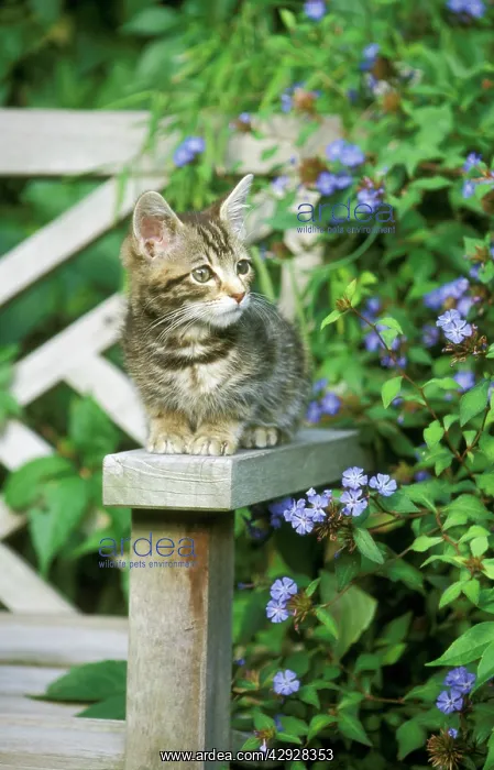 : CAT - Tabby kitten lying on bench with blue flowers : CAT - Tabby kitten lying on bench with blue flowers
