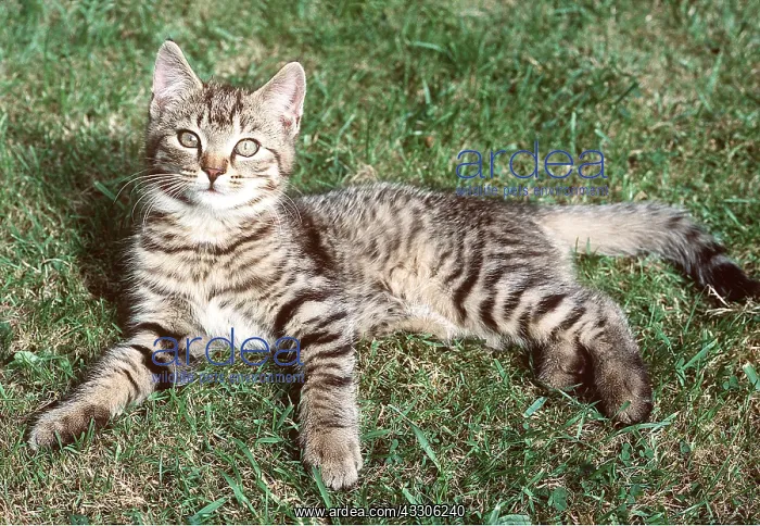 : CAT - Tabby kitten - lying on grass : CAT - Tabby kitten - lying on grass
