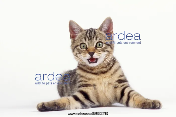 : CAT - Tabby kitten, lying, miaowing : CAT - Tabby kitten, lying, miaowing