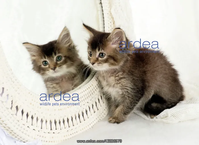 : CAT. Tabby kitten with a mirror : CAT. Tabby kitten with a mirror