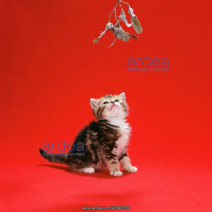 : CAT - tabby kitten under mistletoe : CAT - tabby kitten under mistletoe