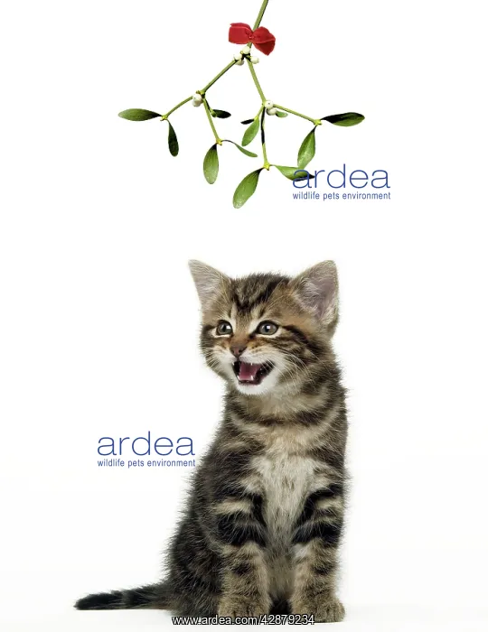 : CAT - Tabby Kitten under Mistletoe : CAT - Tabby Kitten under Mistletoe