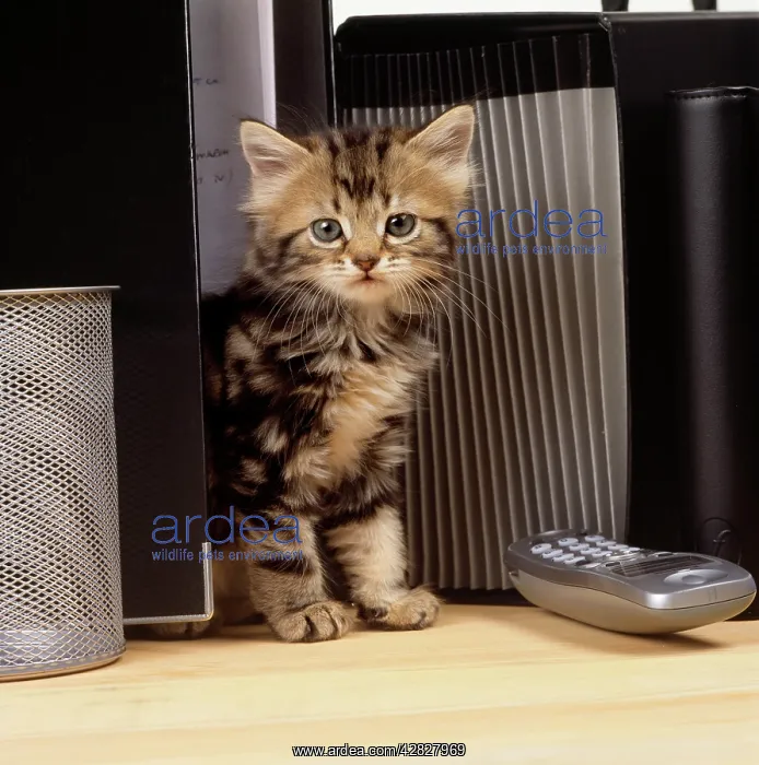 : CAT - Tabby kitten on office desk with files and phone : CAT - Tabby kitten on office desk with files and phone
