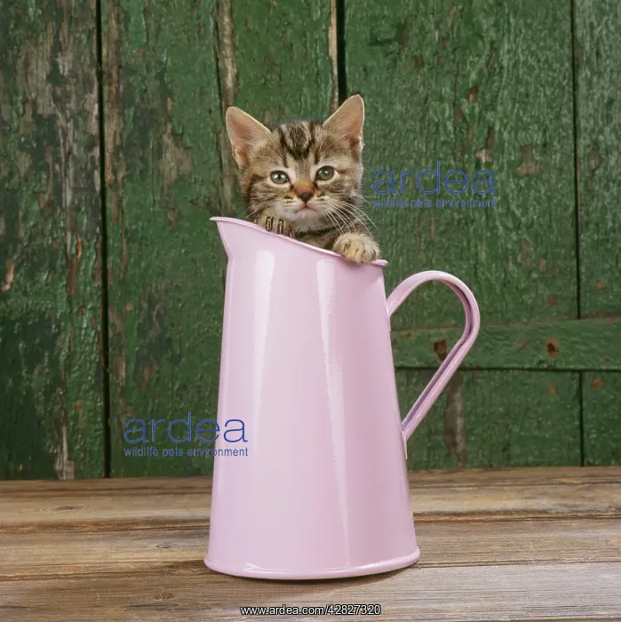 : CAT - Tabby kitten in pink jug : CAT - Tabby kitten in pink jug