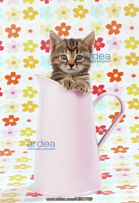 : Cat - Tabby kitten in pink jug : Cat - Tabby kitten in pink jug