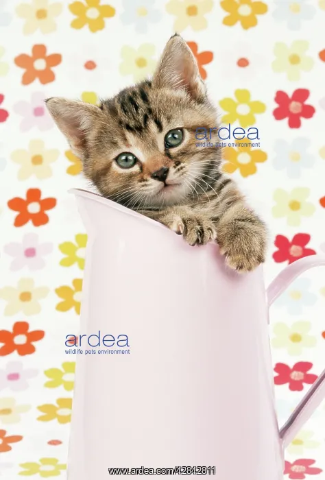 : CAT - Tabby kitten in pink jug : CAT - Tabby kitten in pink jug