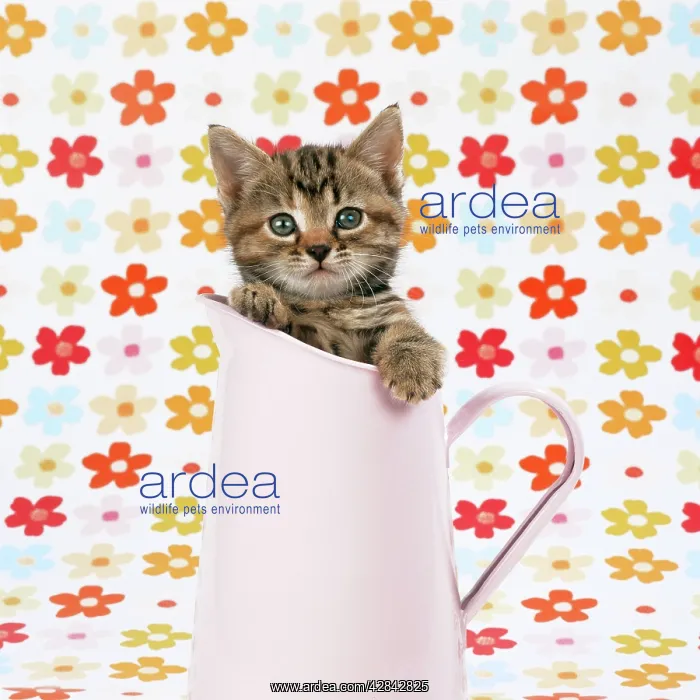 : CAT - Tabby kitten in pink jug : CAT - Tabby kitten in pink jug