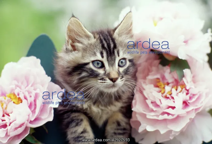  : CAT - Tabby Kitten - in pink peonies