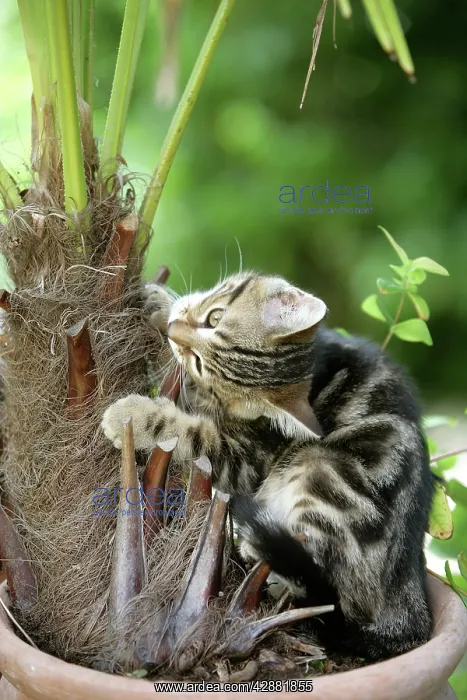 : Cat - Tabby kitten playing with / eating house plant : Cat - Tabby kitten playing with / eating house plant