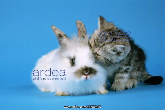  : CAT - Tabby Kitten and rabbit