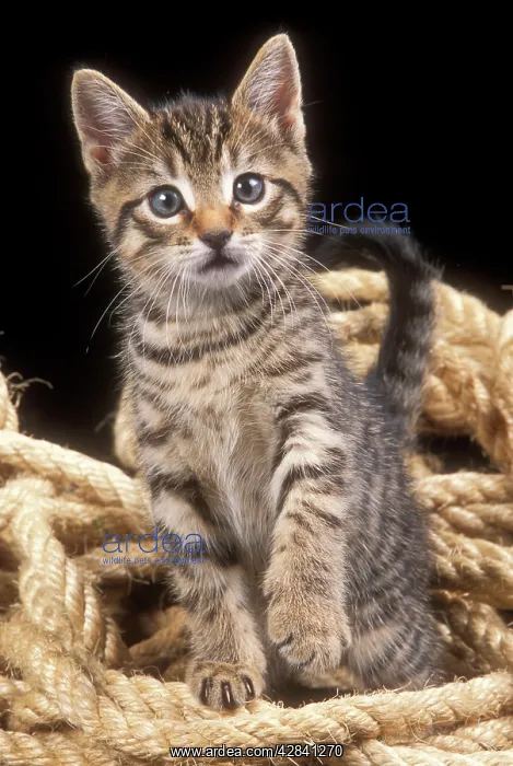 : CAT - Tabby kitten in rope : CAT - Tabby kitten in rope
