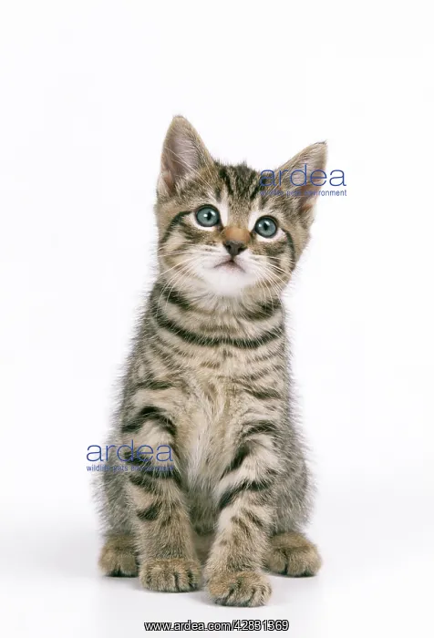 : CAT - Tabby Kitten sits : CAT - Tabby Kitten sits
