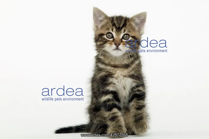 : Cat - Tabby kitten sitting