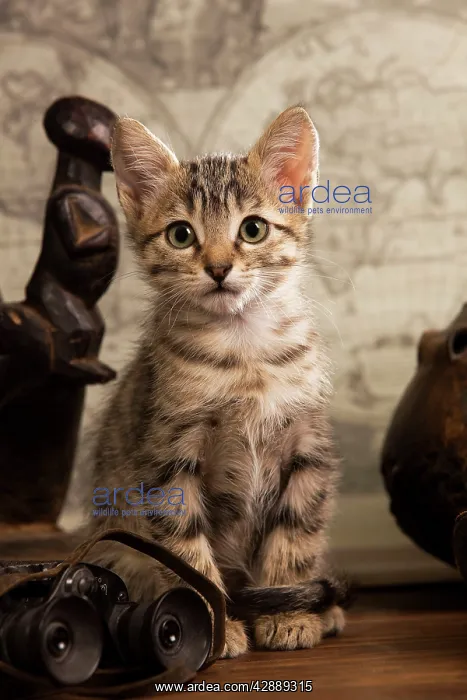  : Cat - tabby kitten sitting next to binoculars