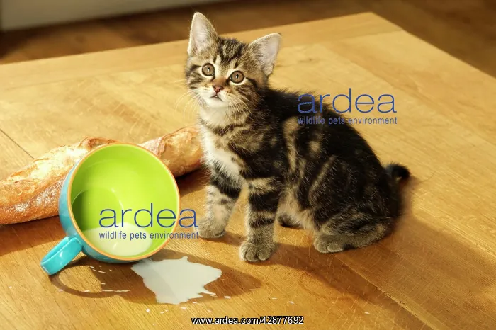: CAT - Tabby Kitten sitting by split mug of milk : CAT - Tabby Kitten sitting by split mug of milk